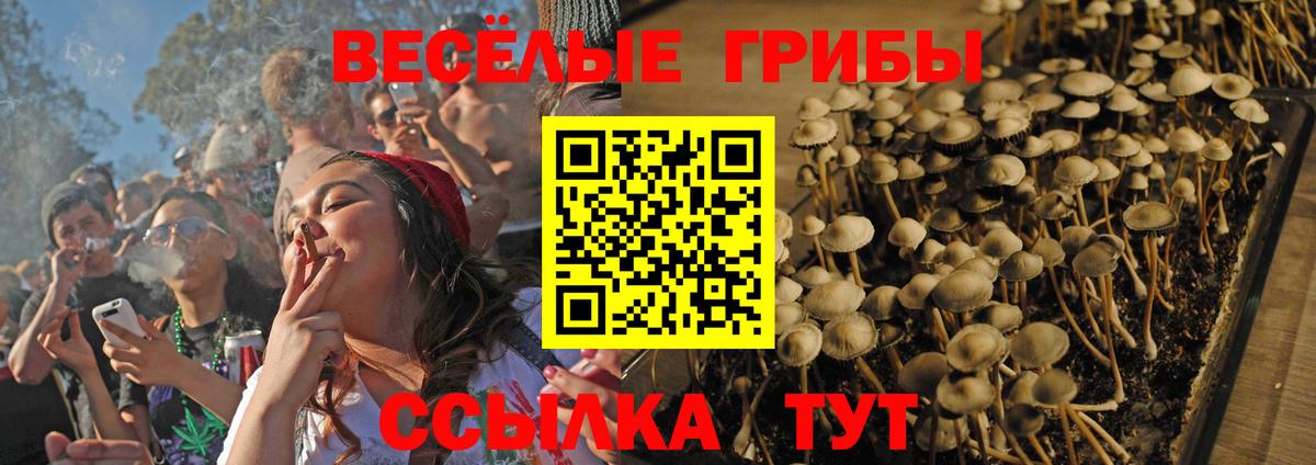 Галлюциногенные грибы Psilocybe Балахна